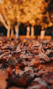 Preview wallpaper leaves, dry, autumn, nature