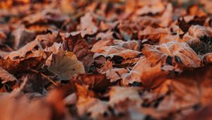 Preview wallpaper leaves, dry, autumn, nature