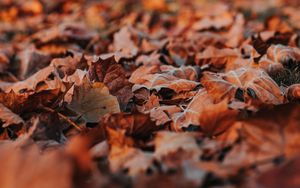 Preview wallpaper leaves, dry, autumn, nature