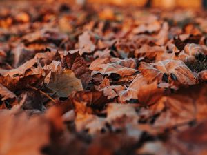 Preview wallpaper leaves, dry, autumn, nature