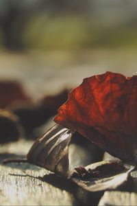 Preview wallpaper leaves, dry, autumn, wood, boards, macro