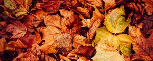 Preview wallpaper leaves, dry, autumn, macro