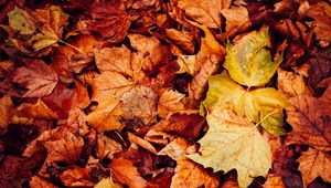 Preview wallpaper leaves, dry, autumn, macro