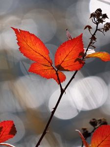 Preview wallpaper leaves, dry, autumn, background