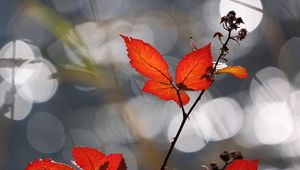 Preview wallpaper leaves, dry, autumn, background