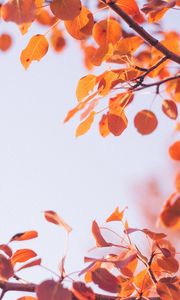 Preview wallpaper leaves, dry, branch, macro, autumn