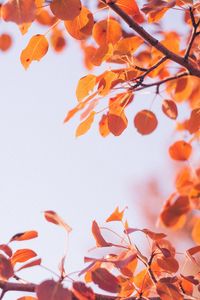 Preview wallpaper leaves, dry, branch, macro, autumn