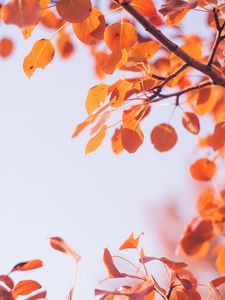 Preview wallpaper leaves, dry, branch, macro, autumn