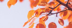 Preview wallpaper leaves, dry, branch, macro, autumn