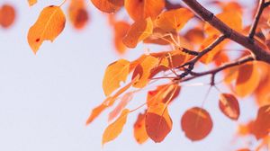 Preview wallpaper leaves, dry, branch, macro, autumn