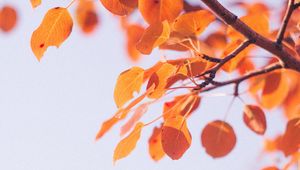 Preview wallpaper leaves, dry, branch, macro, autumn