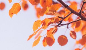 Preview wallpaper leaves, dry, branch, macro, autumn