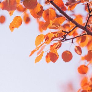 Preview wallpaper leaves, dry, branch, macro, autumn