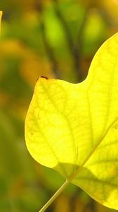 Preview wallpaper leaves, dry, branch, veins