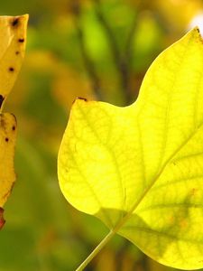 Preview wallpaper leaves, dry, branch, veins