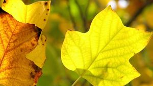 Preview wallpaper leaves, dry, branch, veins