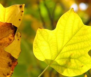 Preview wallpaper leaves, dry, branch, veins