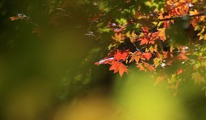 Preview wallpaper leaves, dry, branch, maple