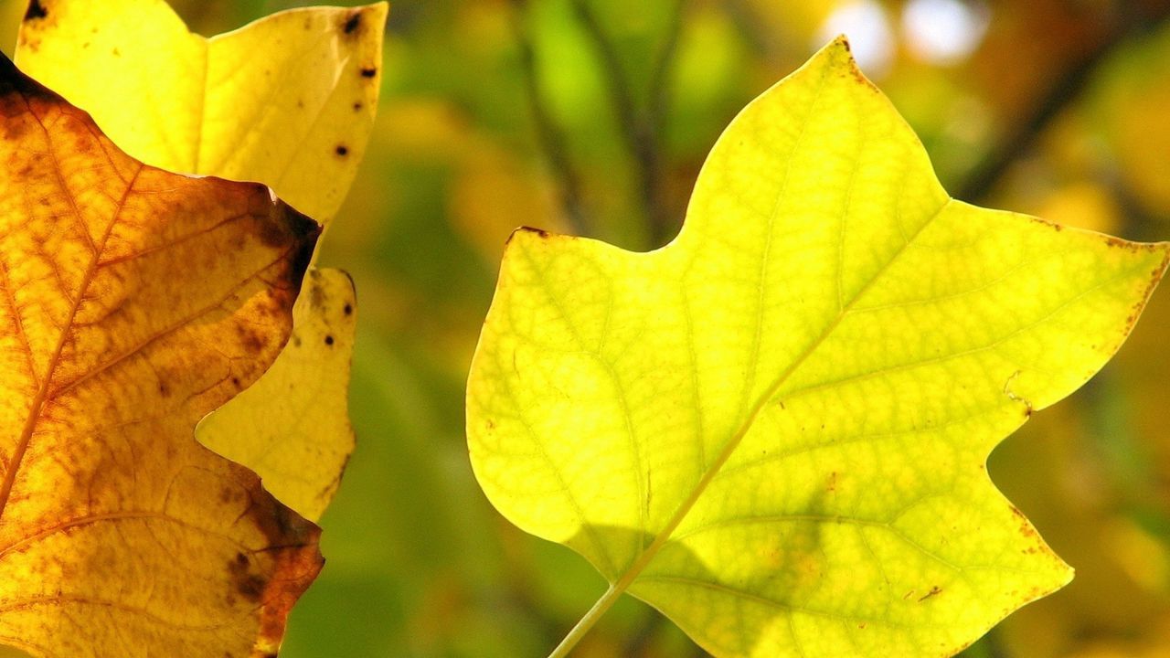 Wallpaper leaves, dry, branch, veins hd, picture, image