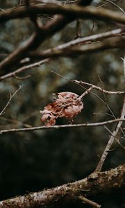 Preview wallpaper leaves, dry, branches, macro, autumn