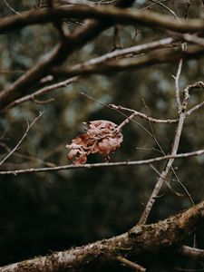 Preview wallpaper leaves, dry, branches, macro, autumn