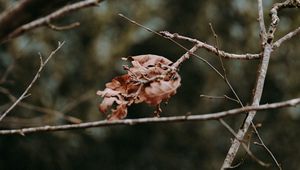 Preview wallpaper leaves, dry, branches, macro, autumn