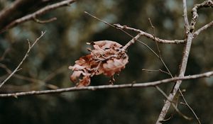 Preview wallpaper leaves, dry, branches, macro, autumn