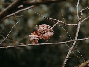 Preview wallpaper leaves, dry, branches, macro, autumn