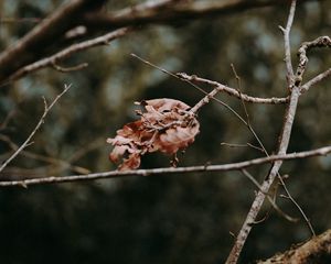 Preview wallpaper leaves, dry, branches, macro, autumn