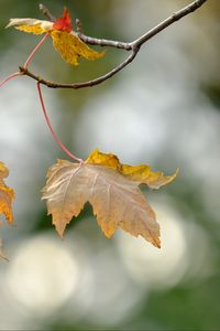 Preview wallpaper leaves, dry, branches, autumn, macro