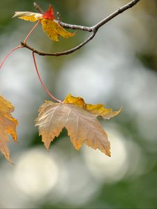 Preview wallpaper leaves, dry, branches, autumn, macro