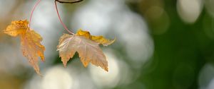 Preview wallpaper leaves, dry, branches, autumn, macro