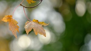 Preview wallpaper leaves, dry, branches, autumn, macro