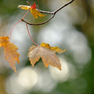 Preview wallpaper leaves, dry, branches, autumn, macro