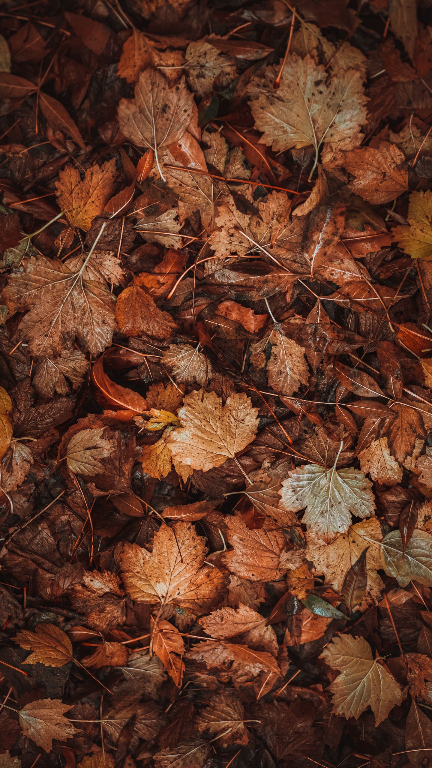 Download wallpaper 1440x2560 leaves, dry, brown, autumn, fallen leaves qhd  samsung galaxy s6, s7, edge, note, lg g4 hd background