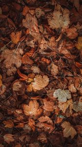 Preview wallpaper leaves, dry, brown, autumn, fallen leaves