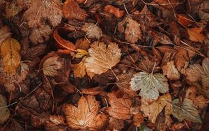 Preview wallpaper leaves, dry, brown, autumn, fallen leaves