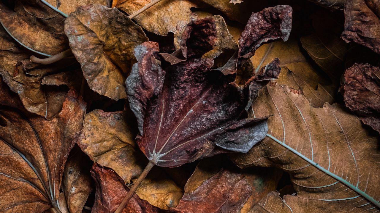 Wallpaper leaves, dry, brown, macro, autumn