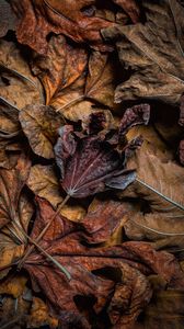 Preview wallpaper leaves, dry, brown, macro, autumn