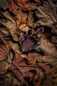 Preview wallpaper leaves, dry, brown, macro, autumn