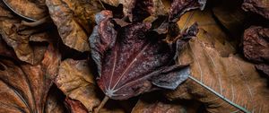 Preview wallpaper leaves, dry, brown, macro, autumn