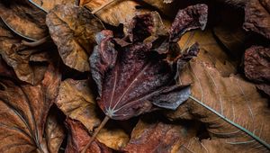 Preview wallpaper leaves, dry, brown, macro, autumn