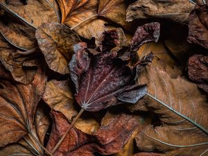 Preview wallpaper leaves, dry, brown, macro, autumn