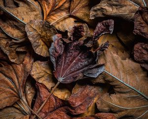 Preview wallpaper leaves, dry, brown, macro, autumn