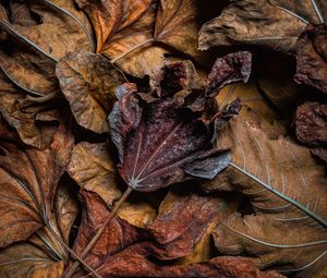 Preview wallpaper leaves, dry, brown, macro, autumn