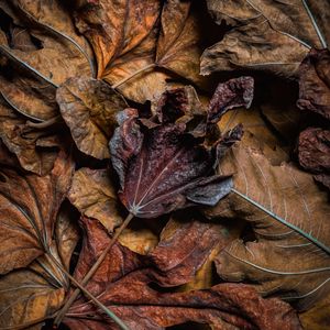 Preview wallpaper leaves, dry, brown, macro, autumn