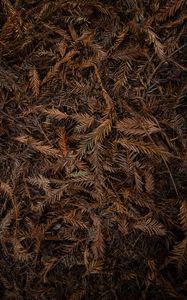 Preview wallpaper leaves, dry, brown, macro