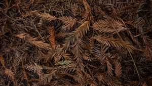 Preview wallpaper leaves, dry, brown, macro