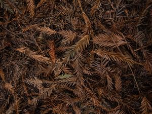 Preview wallpaper leaves, dry, brown, macro