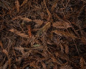 Preview wallpaper leaves, dry, brown, macro